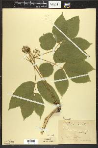 Aralia nudicaulis image