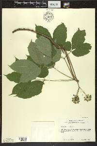 Aralia nudicaulis image