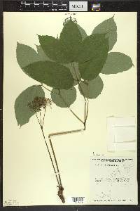 Aralia nudicaulis image