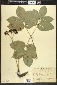 Aralia nudicaulis image