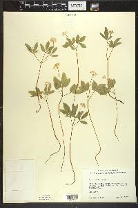 Panax trifolius image