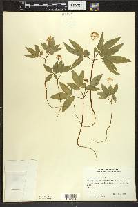 Panax trifolius image