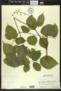 Aralia racemosa image