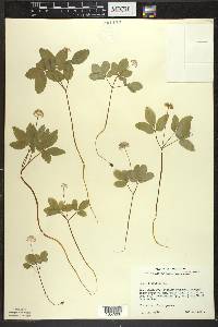 Panax trifolius image