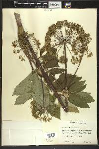 Angelica atropurpurea image