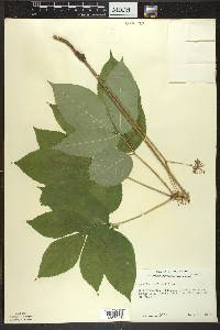 Aralia nudicaulis image