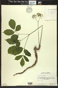 Aralia nudicaulis image