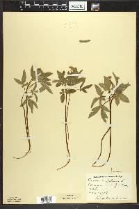 Panax trifolius image