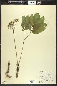 Aralia nudicaulis image