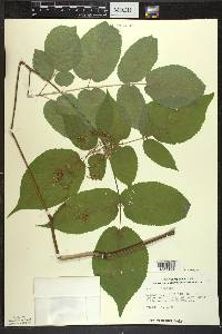 Aralia racemosa image