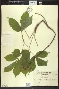 Aralia nudicaulis image