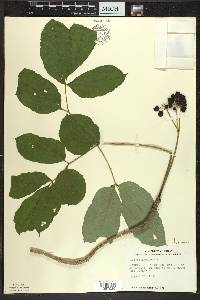 Aralia nudicaulis image