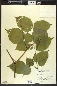 Aralia racemosa image