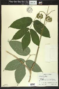 Aralia nudicaulis image