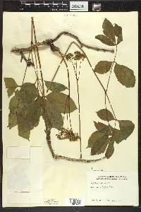 Aralia nudicaulis image