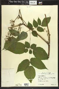 Aralia racemosa image