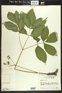 Aralia nudicaulis image