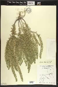 Alyssum alyssoides image