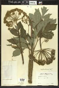 Angelica atropurpurea image