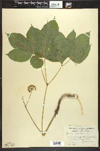 Aralia nudicaulis image