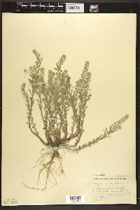 Alyssum alyssoides image