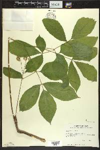 Aralia nudicaulis image