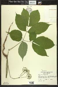 Aralia nudicaulis image