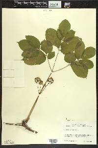 Aralia nudicaulis image