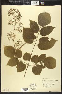 Aralia racemosa image