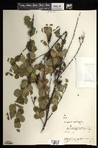 Betula pumila var. pumila image