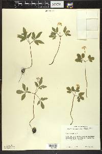 Panax trifolius image