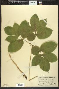 Aralia nudicaulis image