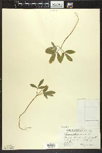 Panax trifolius image