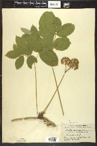 Aralia nudicaulis image