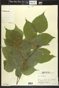 Aralia racemosa image