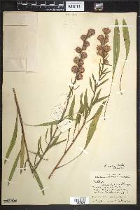 Liatris aspera image