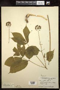 Aralia nudicaulis image