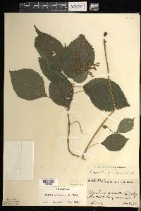 Laportea canadensis image