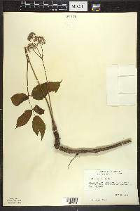 Aralia nudicaulis image