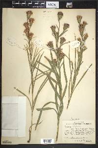 Liatris cylindracea image