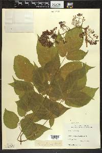 Aralia racemosa image