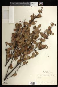 Betula pumila image