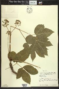 Aralia nudicaulis image