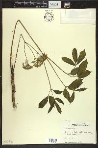 Aralia nudicaulis image