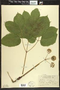 Aralia nudicaulis image