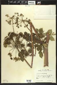 Angelica atropurpurea image