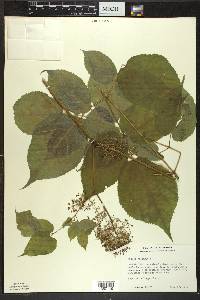 Aralia racemosa image