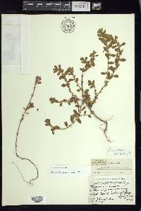 Polygonum achoreum image