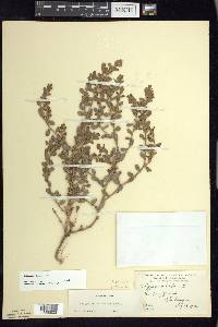 Polygonum achoreum image