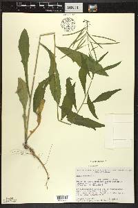 Borodinia canadensis image